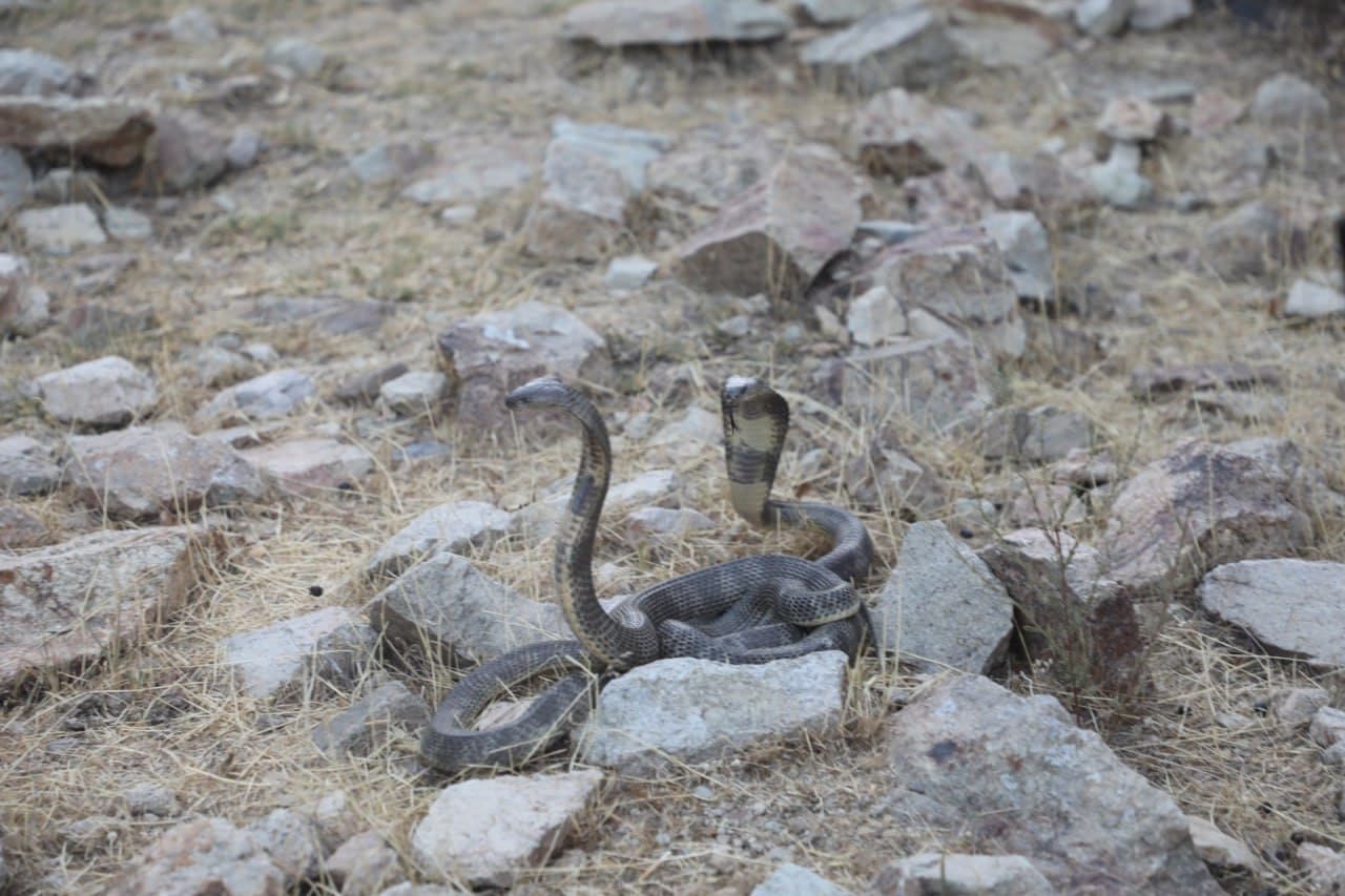 23 bosh noyob ilon tabiatga qo‘yib yuborildi