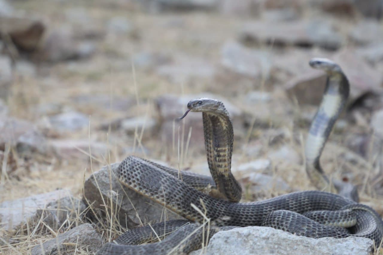 23 bosh noyob ilon tabiatga qo‘yib yuborildi