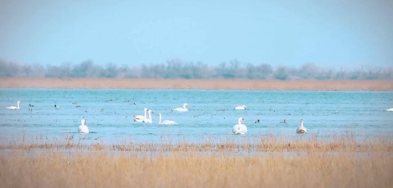 Orolbo‘yida hayvonot va qushlar dunyosi ko‘paymoqda
