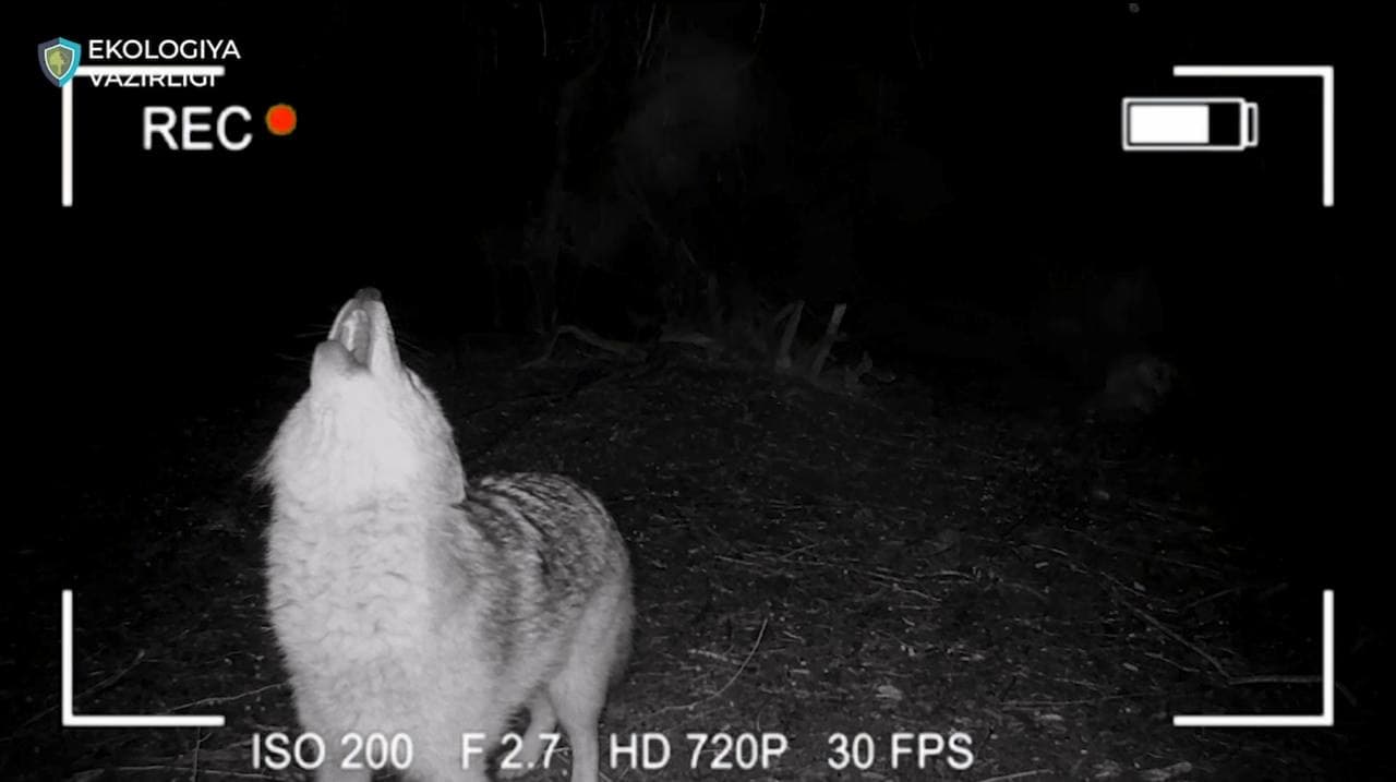 Orolbo‘yida hayvonot va qushlar dunyosi ko‘paymoqda