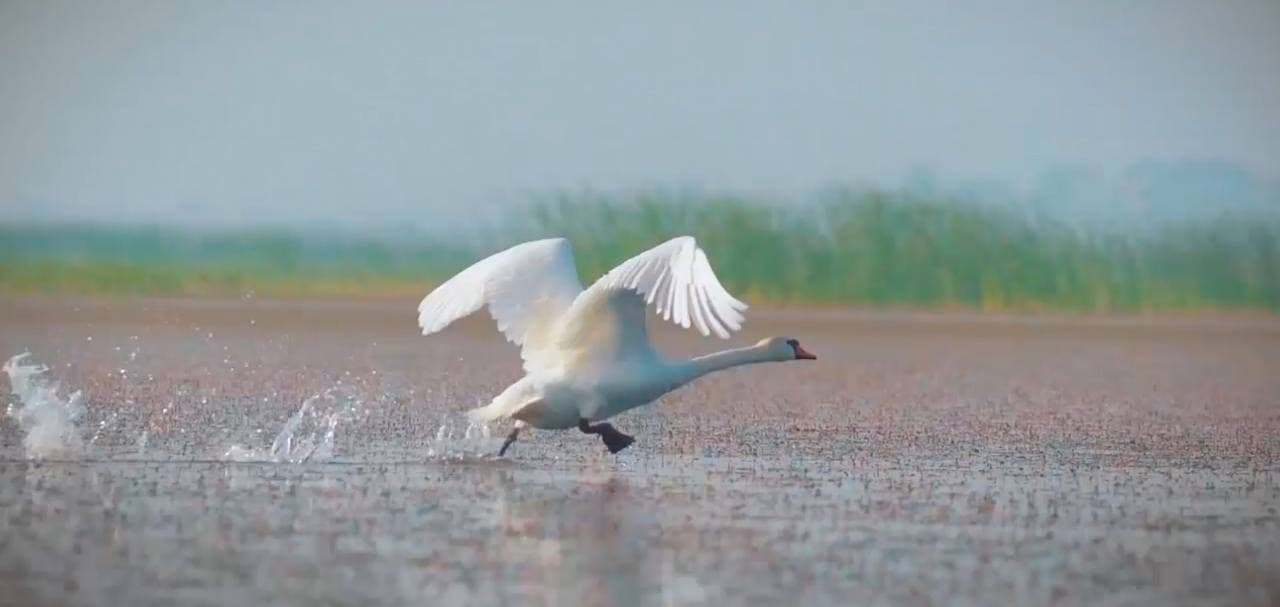 Orolbo‘yida hayvonot va qushlar dunyosi ko‘paymoqda
