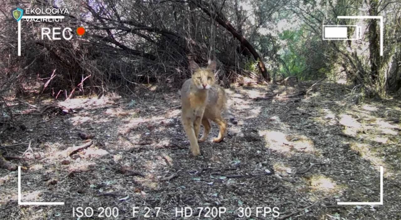 Orolbo‘yida hayvonot va qushlar dunyosi ko‘paymoqda