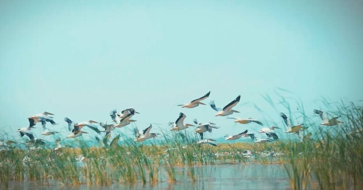 Orolbo‘yida hayvonot va qushlar dunyosi ko‘paymoqda