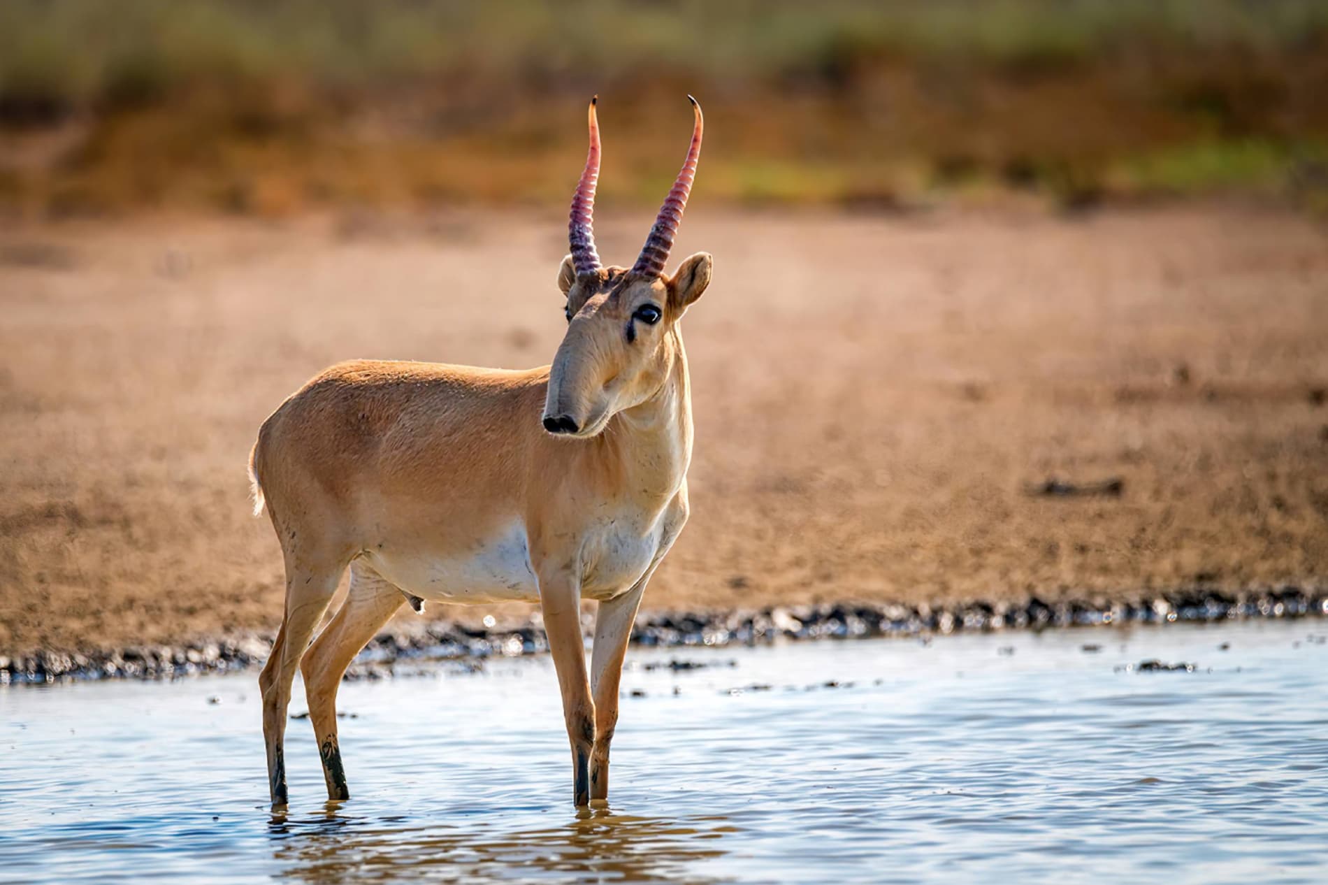 Узбекистан и Казахстан объединят усилия для восстановления сайгака
