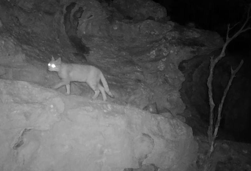 Богатая фауна Сурханского государственного заповедника