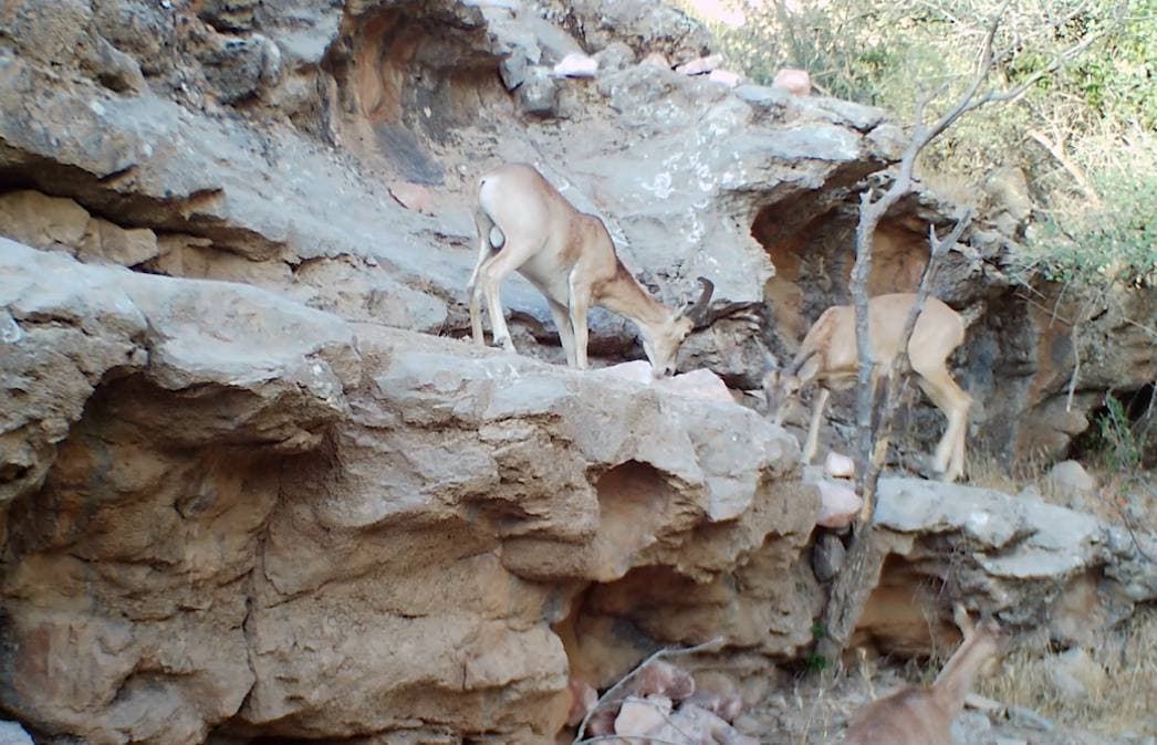 Богатая фауна Сурханского государственного заповедника