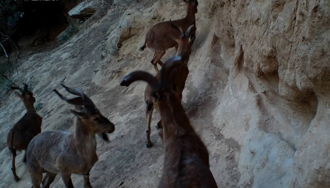 Богатая фауна Сурханского государственного заповедника