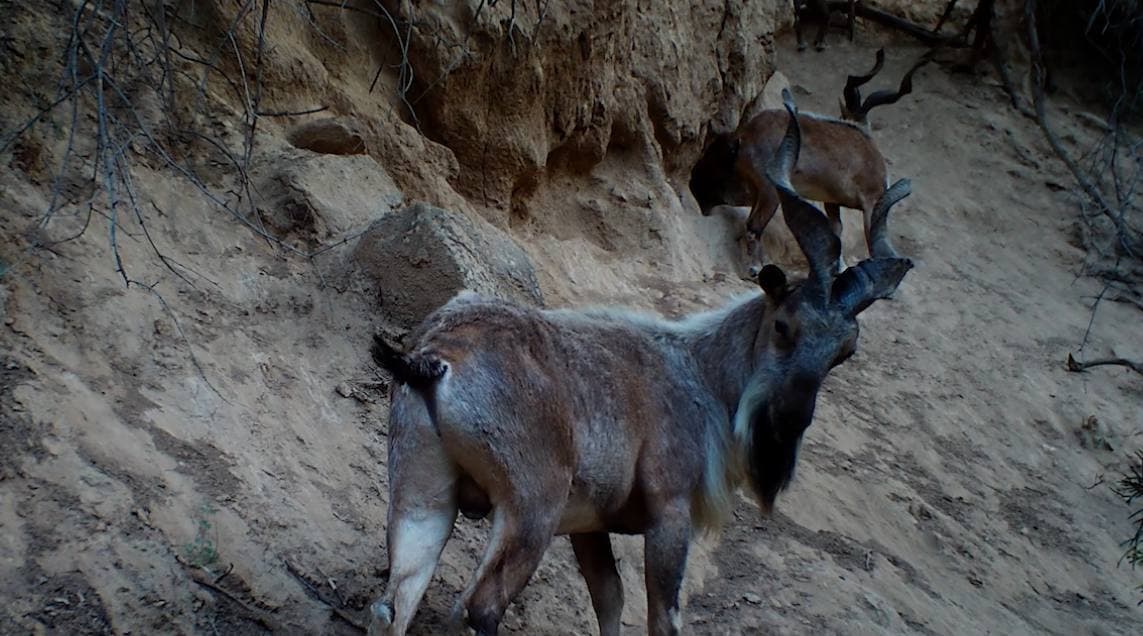 Богатая фауна Сурханского государственного заповедника