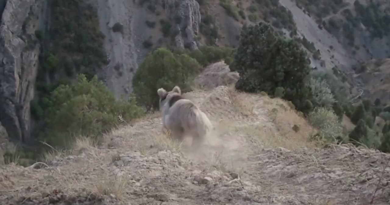 “Yuqori-To’palang”dagi qo’ng’ir ayiqlar