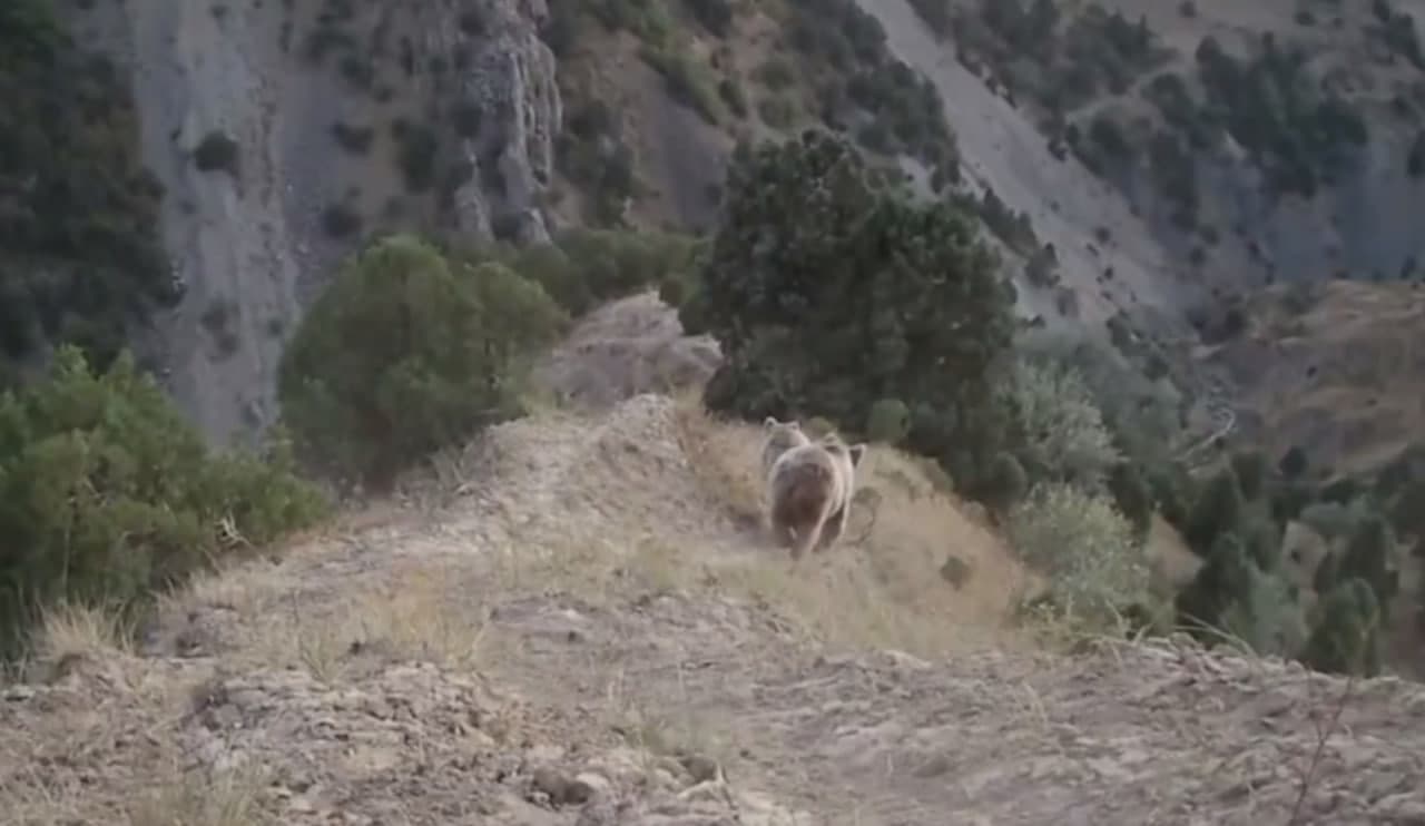 “Yuqori-To’palang”dagi qo’ng’ir ayiqlar