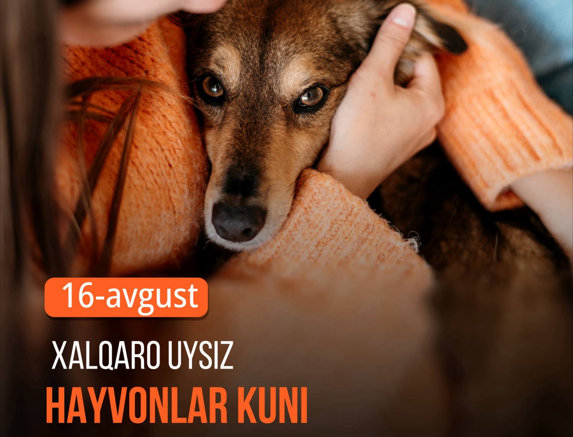 August 16 — International Homeless Animals Day