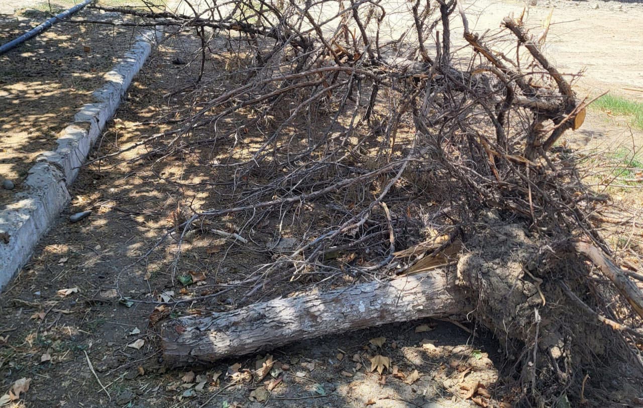 Noqonuniy ravishda archa daraxtlarini kesgan shaxsga chora koʻrildi