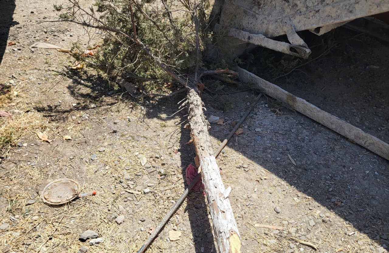 Noqonuniy ravishda archa daraxtlarini kesgan shaxsga chora koʻrildi