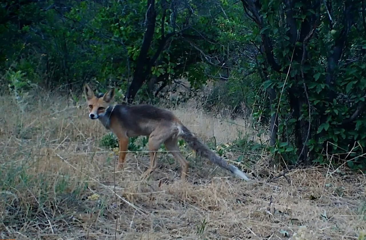 Turkestan Foxes Captured by Camera Trap