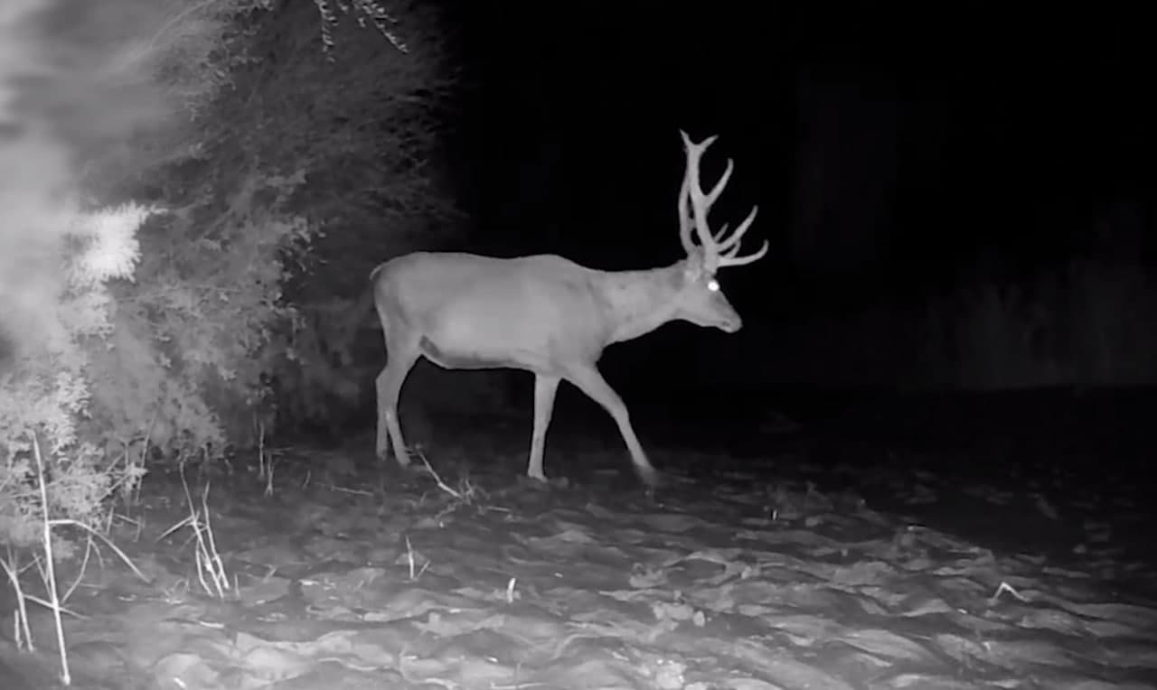 Ночная тишина: хангул в объективе фотоловушки