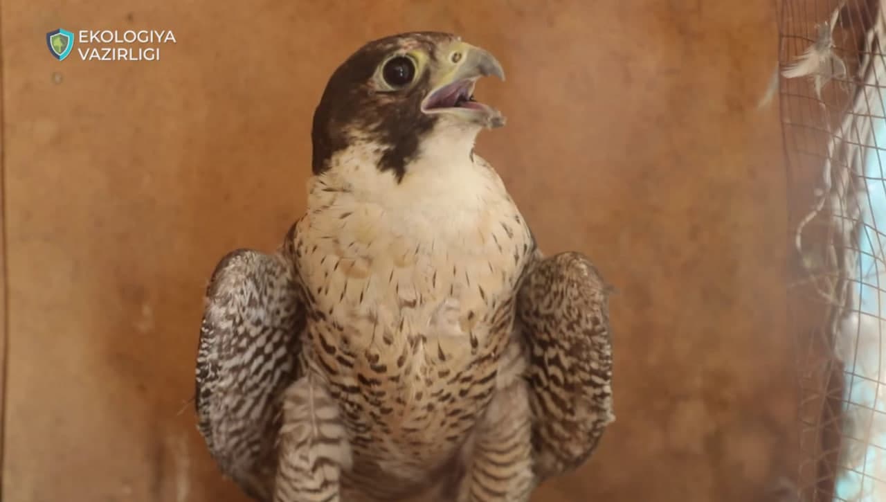 За незаконное содержание редких соколов нарушитель выплатит более 620 млн сумов компенсации