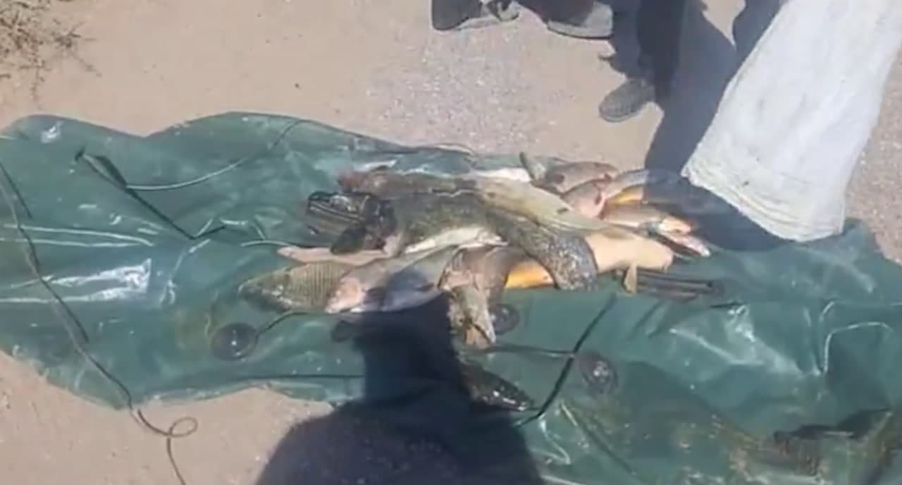 Sirdaryo daryosidan takroran noqonuniy baliq ovlaganlar ushlandi