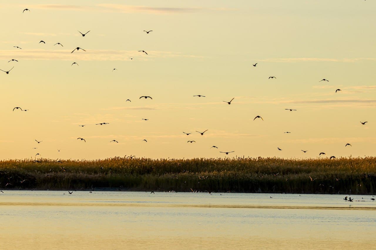 Всемирные дни наблюдения за птицами