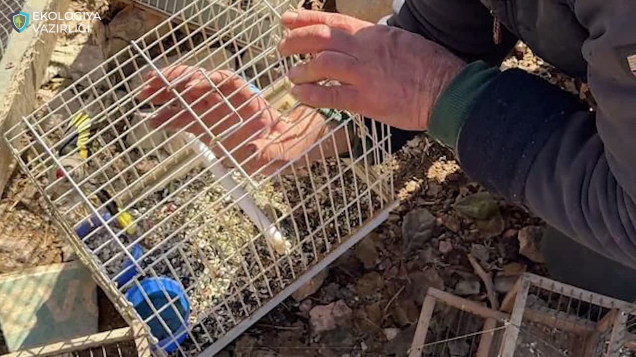 Браконьер, незаконно охотившийся на щеглов, предстанет перед судом