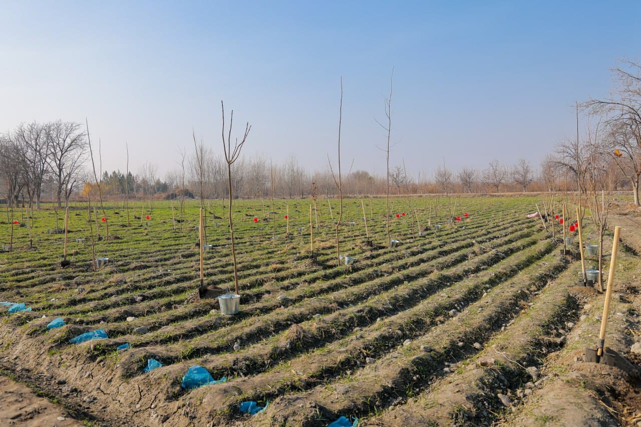 One Thousand Trees Planted in Samarkand for the Anniversary Session of CITES CoP20