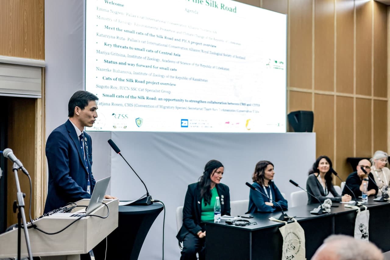 Markaziy Osiyodagi kichik yirtqich mushuklarni saqlash bo‘yicha tashabbuslar taqdim etildi