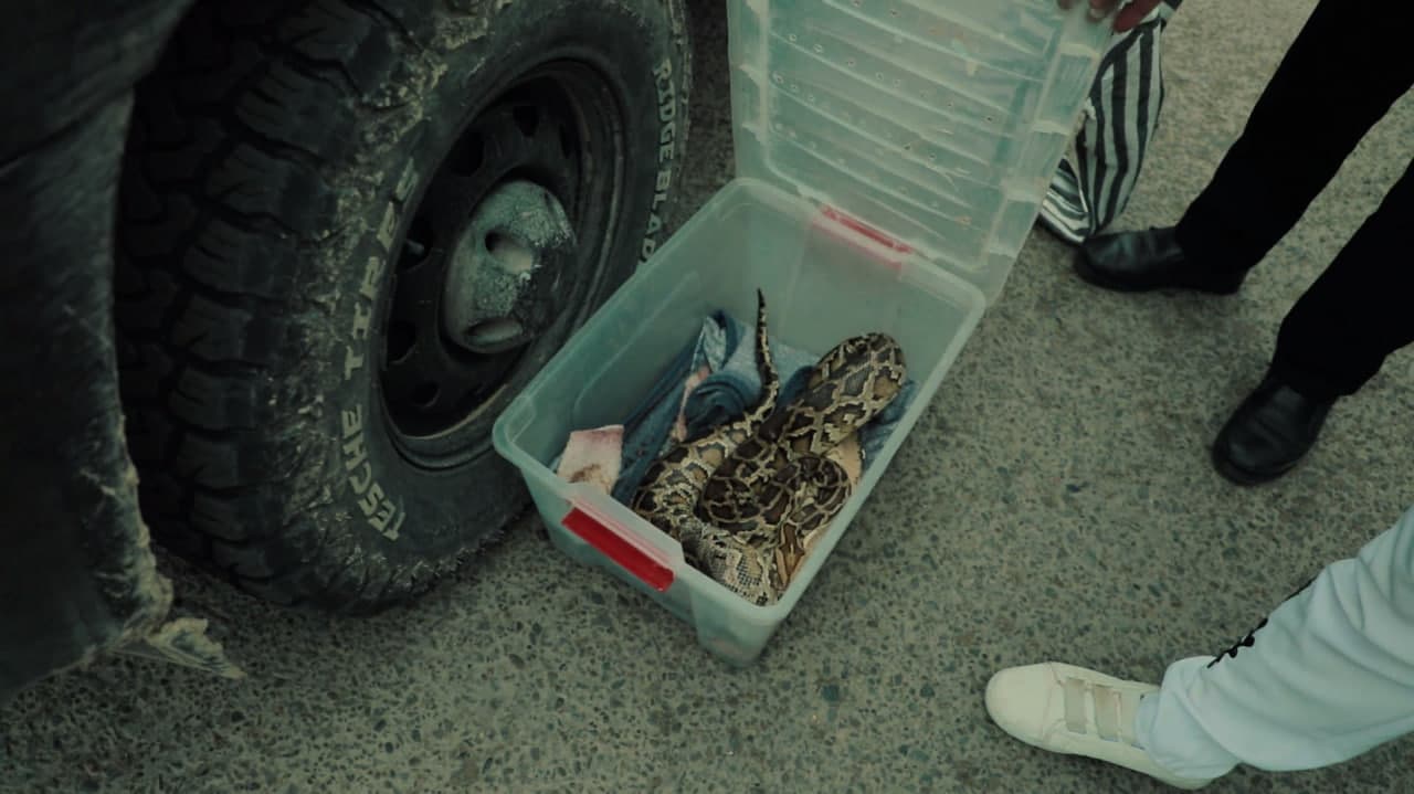 Buxoroda noqonuniy ov hamda yo‘lbarssimon bo‘g‘ma ilon bilan bog’liq huquqbuzarliklar aniqlandi