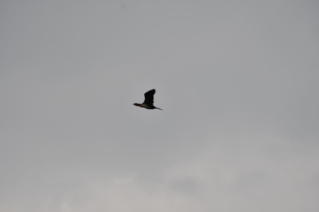 Toshkent dengizida qishki hisob: qariyb 9,5 ming suv qushi aniqlandi