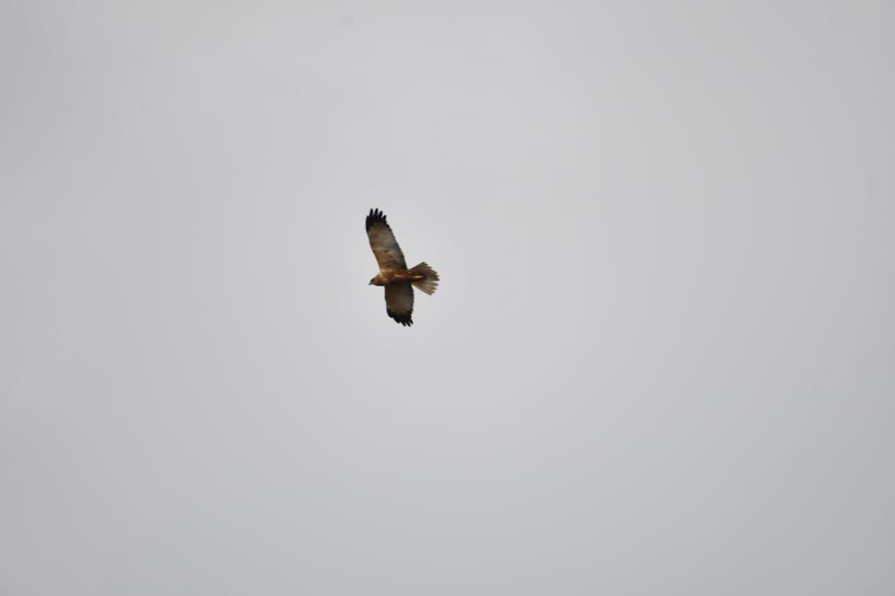 Toshkent dengizida qishki hisob: qariyb 9,5 ming suv qushi aniqlandi