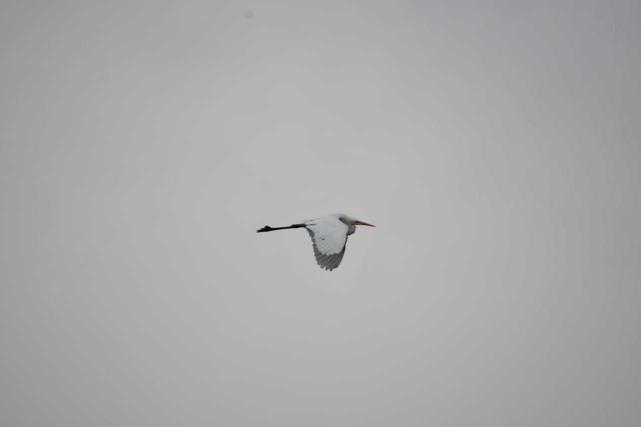 Toshkent dengizida qishki hisob: qariyb 9,5 ming suv qushi aniqlandi