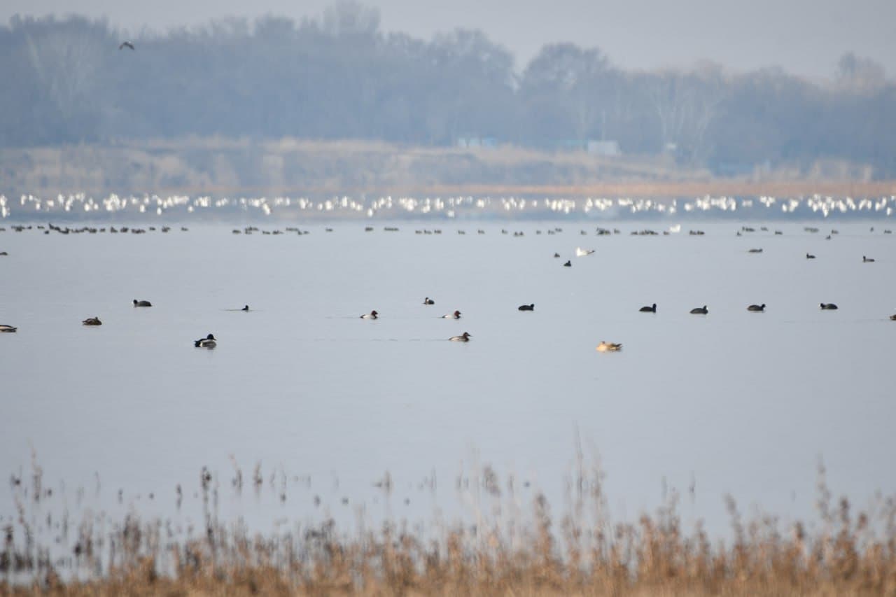 Toshkent dengizida qishki hisob: qariyb 9,5 ming suv qushi aniqlandi