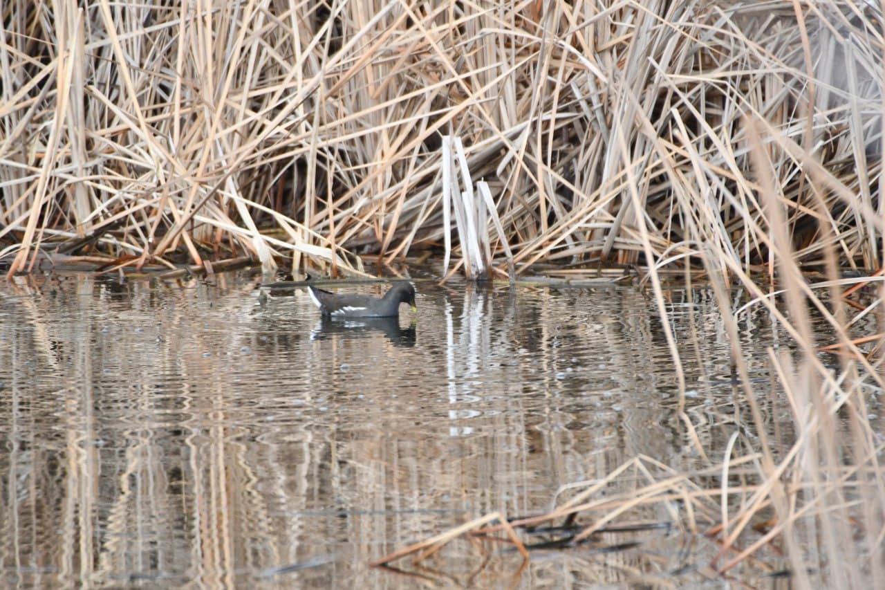 Toshkent dengizida qishki hisob: qariyb 9,5 ming suv qushi aniqlandi