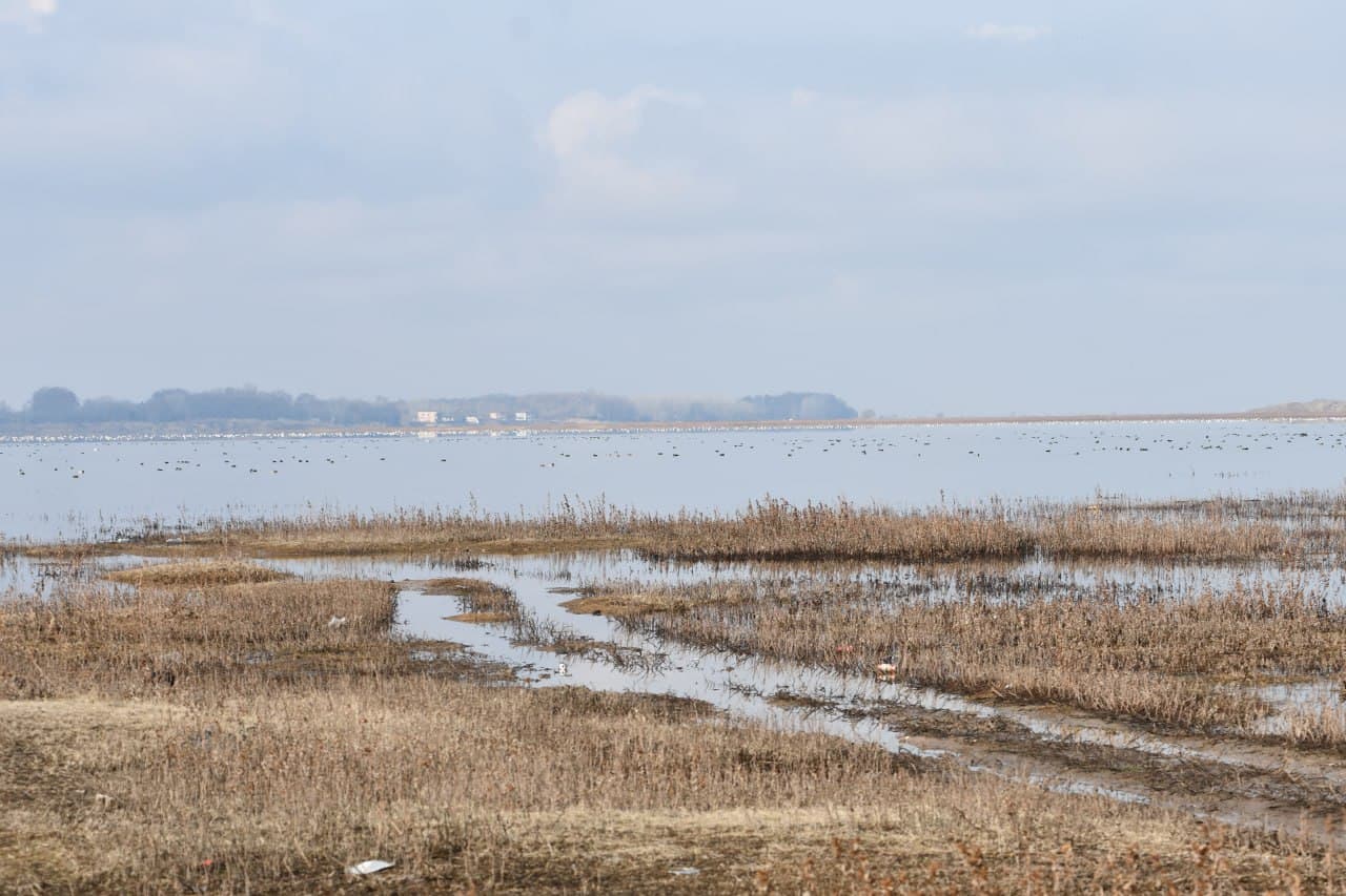 Toshkent dengizida qishki hisob: qariyb 9,5 ming suv qushi aniqlandi