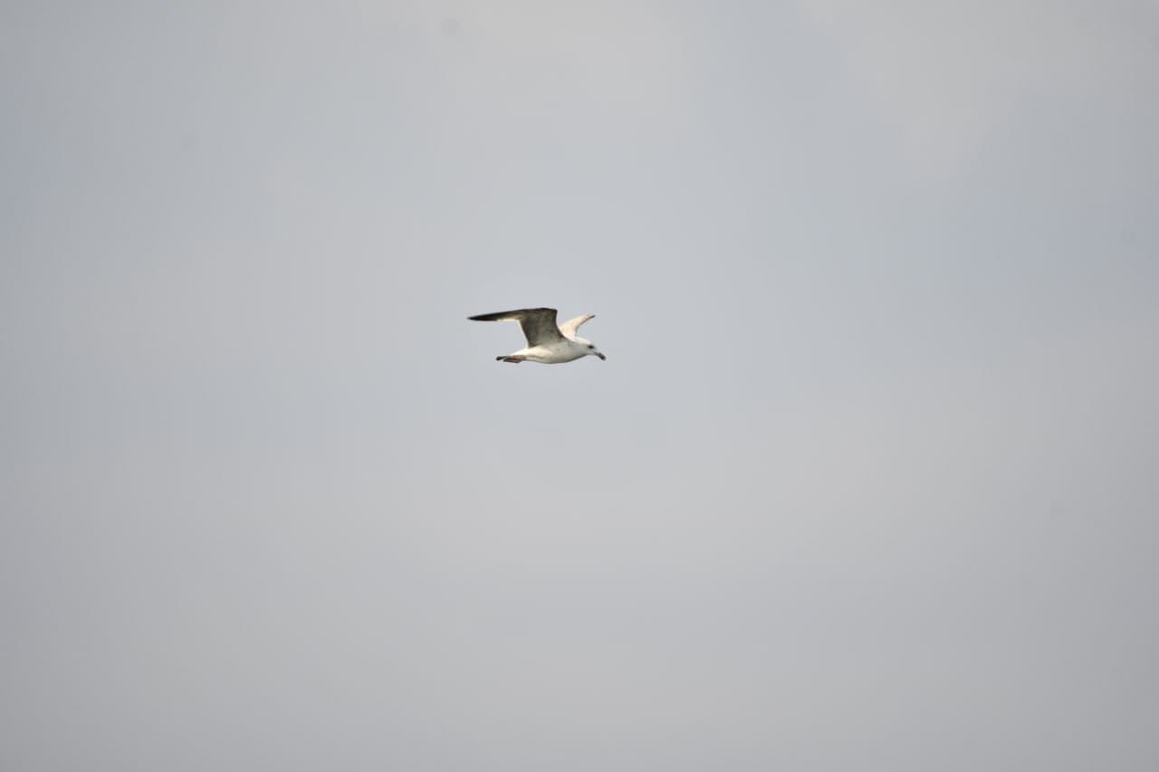 Toshkent dengizida qishki hisob: qariyb 9,5 ming suv qushi aniqlandi