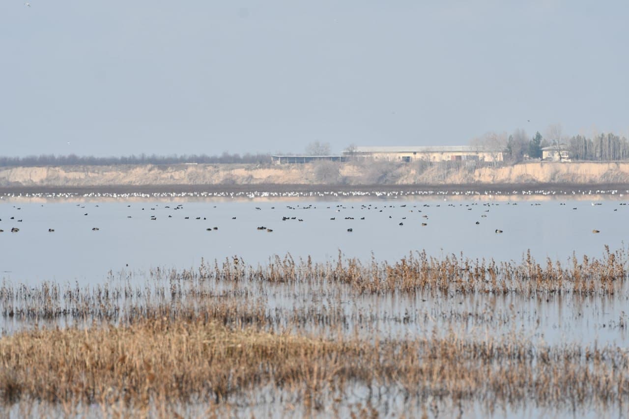 Toshkent dengizida qishki hisob: qariyb 9,5 ming suv qushi aniqlandi