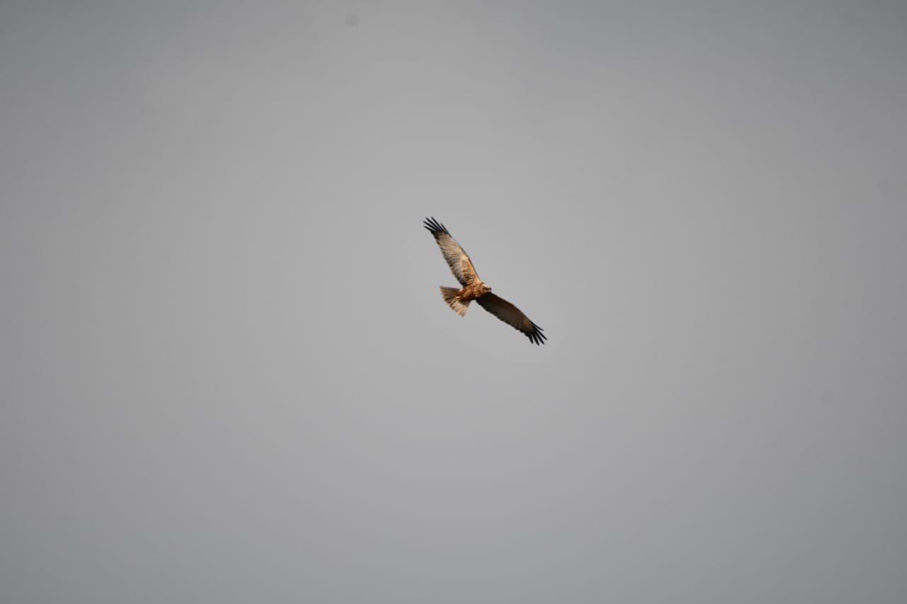 Toshkent dengizida qishki hisob: qariyb 9,5 ming suv qushi aniqlandi