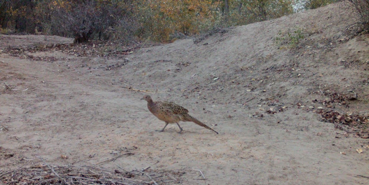 Qirg‘ovul va chiyabo‘ri fotoqopqon kadrlarida