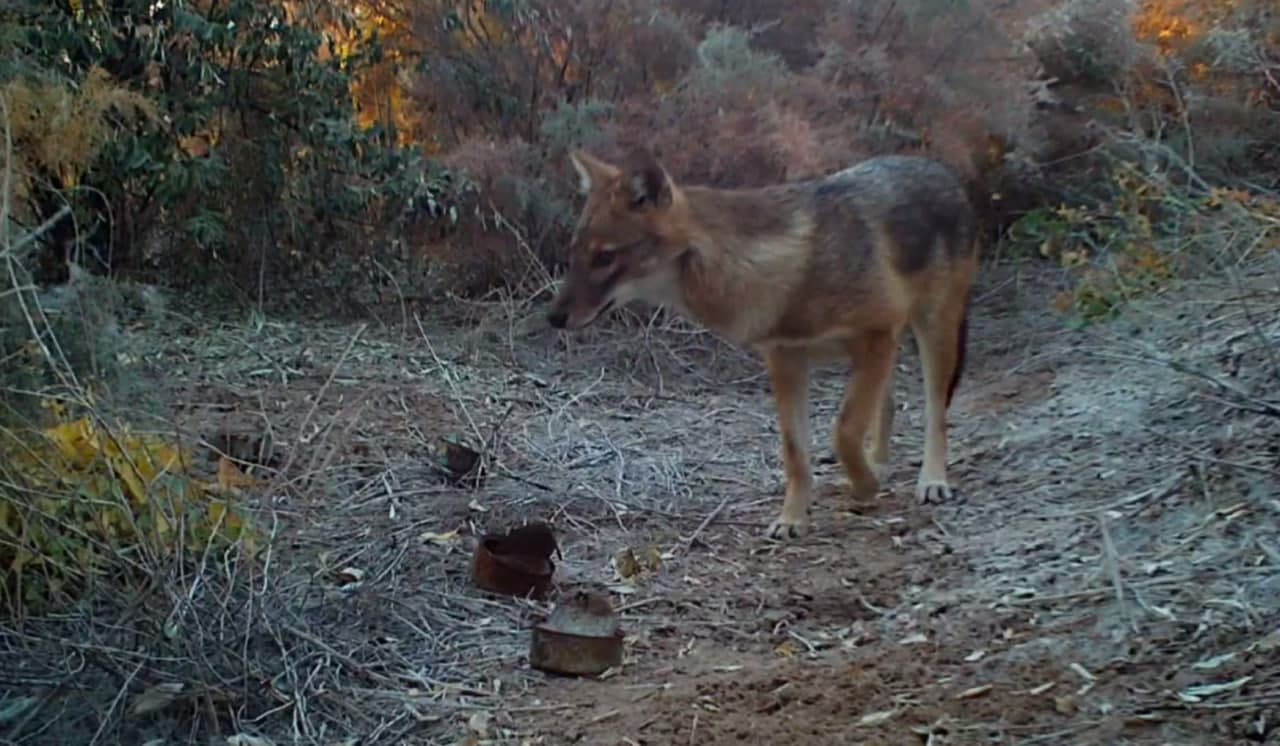 Qirg‘ovul va chiyabo‘ri fotoqopqon kadrlarida