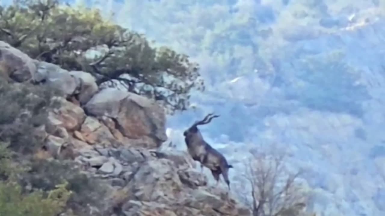 В Сурханском заповеднике увеличивается численность редких животных