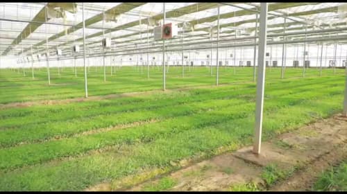 Which Region of Uzbekistan Is Best Suited for Greenhouse Farming?