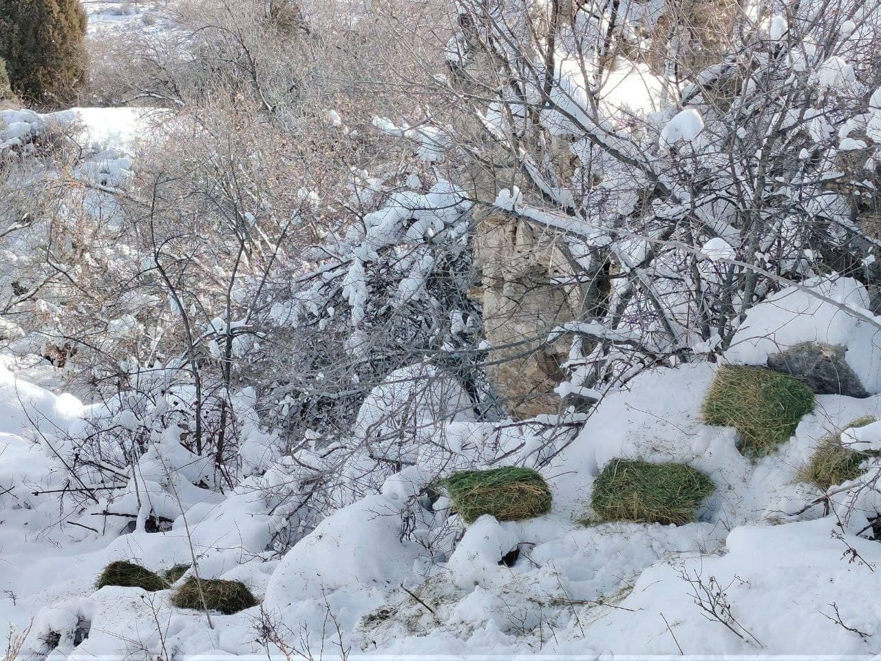 Muhofaza hududlarida yovvoyi hayvonot olami uchun ozuqa mahsulotlari qo‘yib chiqilmoqda