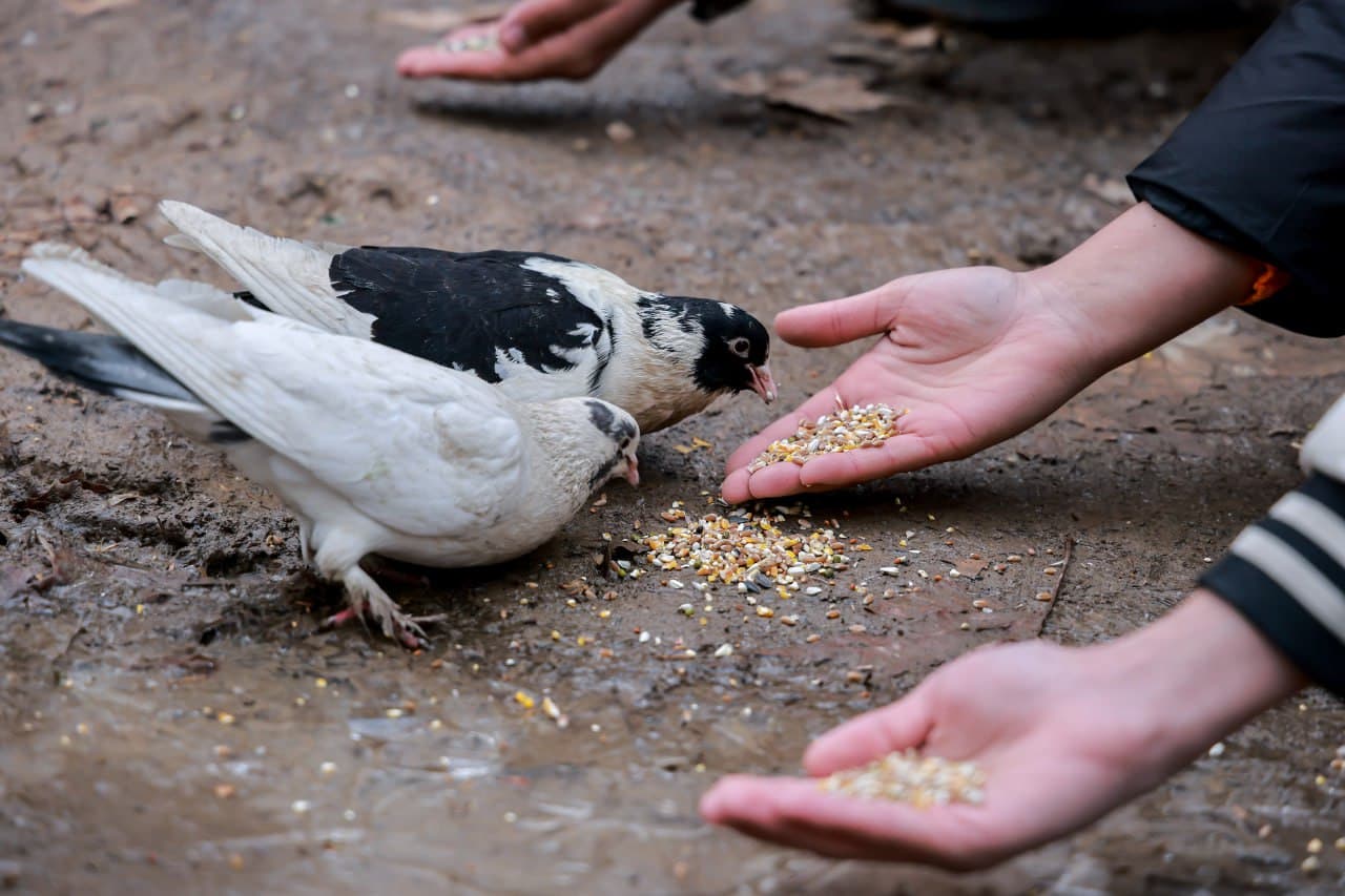 Примите активное участие в акции по защите птиц!