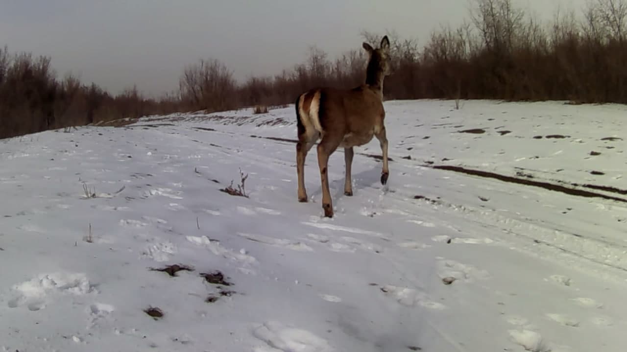 Бухарские олени питаются кормами, выложенными в рамках биотехнических мероприятий