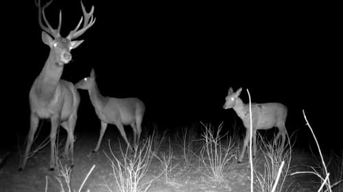 Bukhara deer feed on fodder provided as part of biotechnical measures
