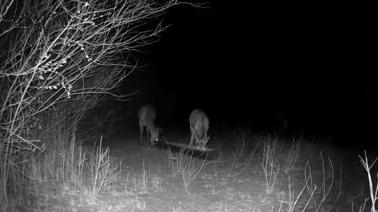 Бухарские олени питаются кормами, выложенными в рамках биотехнических мероприятий