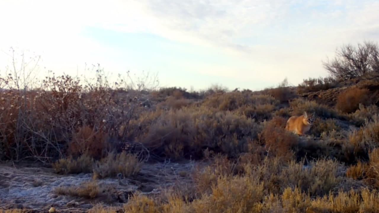 В заповеднике Каракалпакстана «Барсакельмес» фотоловушкой был зафиксирован каракал