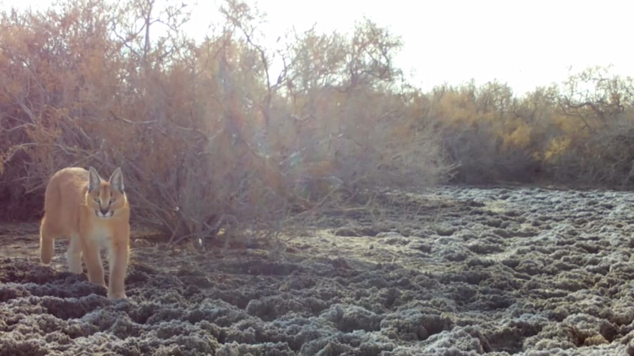 В заповеднике Каракалпакстана «Барсакельмес» фотоловушкой был зафиксирован каракал