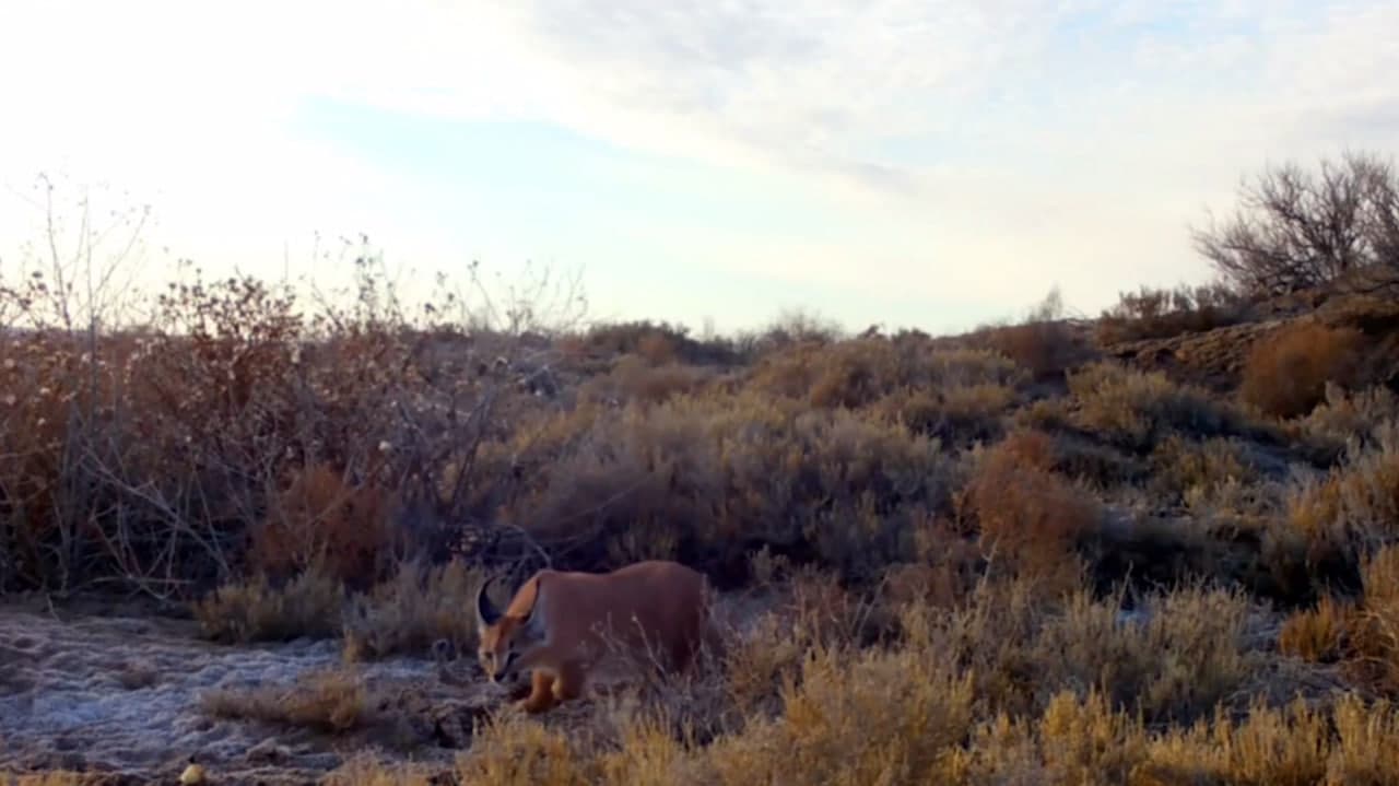 В заповеднике Каракалпакстана «Барсакельмес» фотоловушкой был зафиксирован каракал