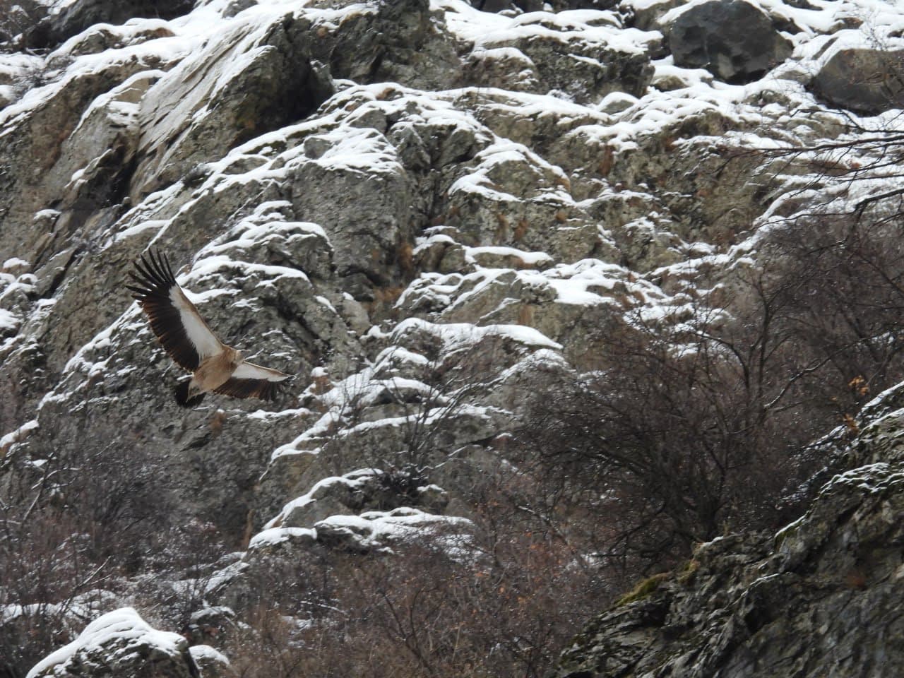 A White-Headed Vulture Spotted Over "Yukori Tupalang" National Natural Park