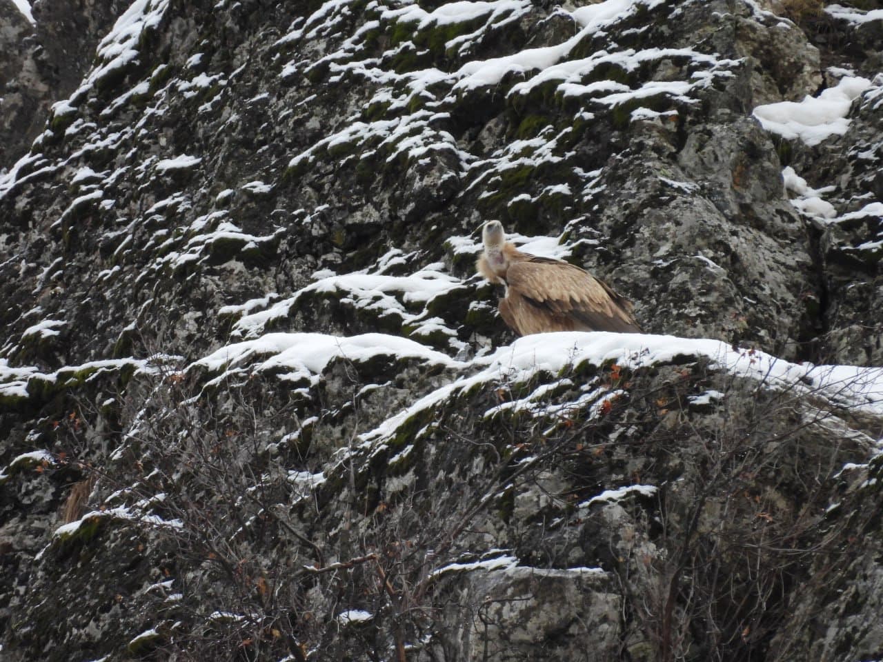 A White-Headed Vulture Spotted Over "Yukori Tupalang" National Natural Park