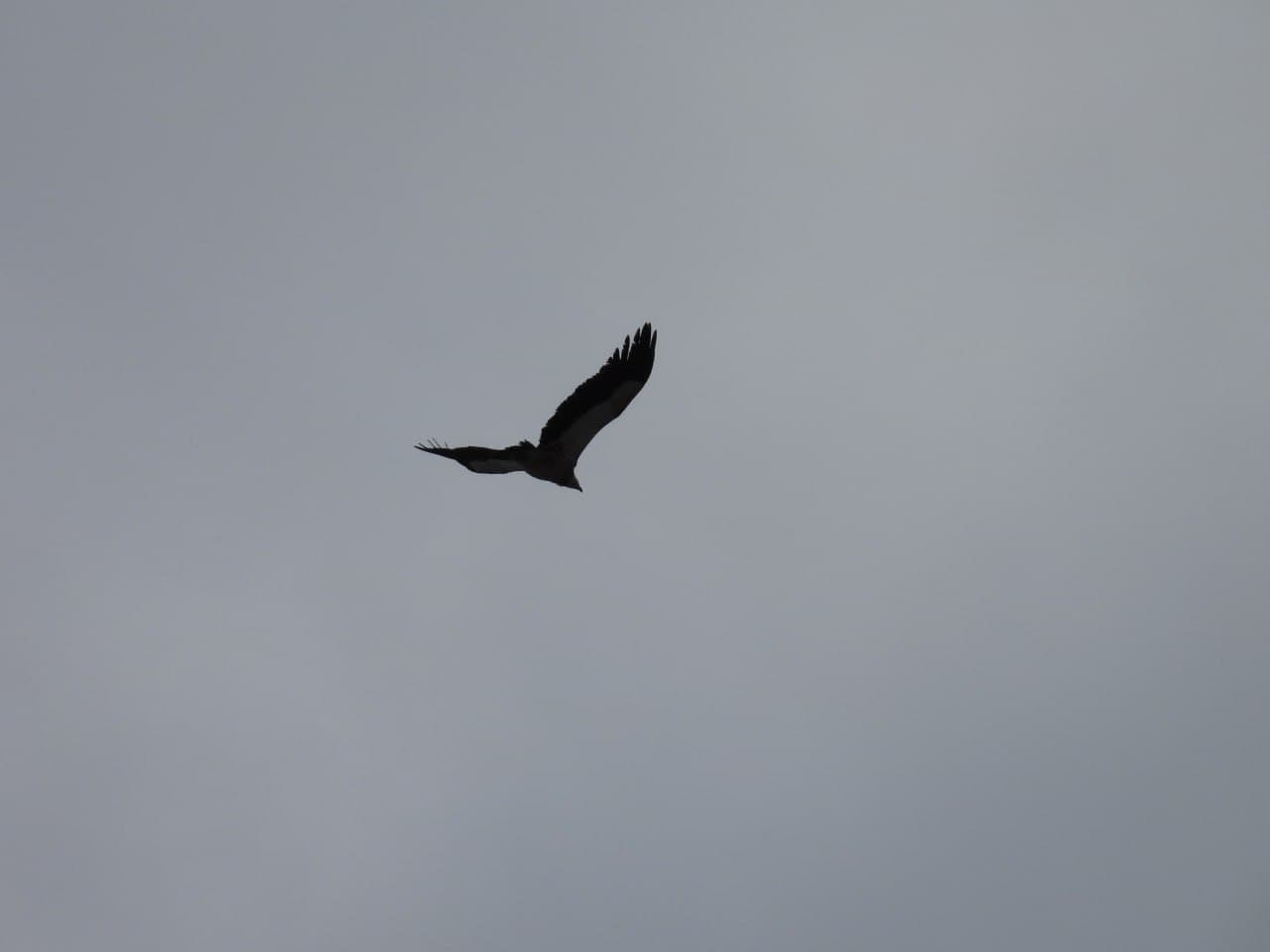 A White-Headed Vulture Spotted Over "Yukori Tupalang" National Natural Park